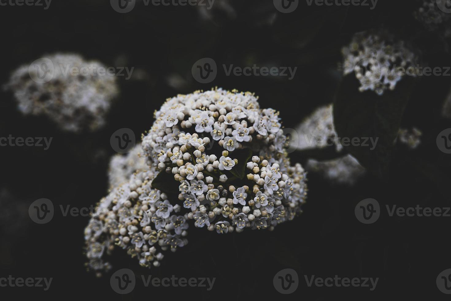 white flower on the bush over green background in close-up in a natural environment spring day photo