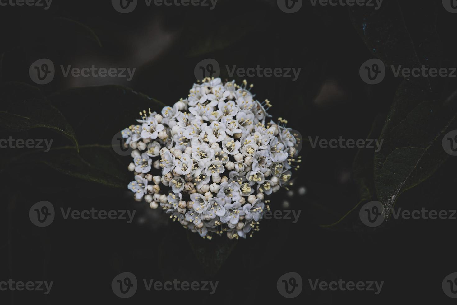 white flower on the bush over green background in close-up in a natural environment spring day photo