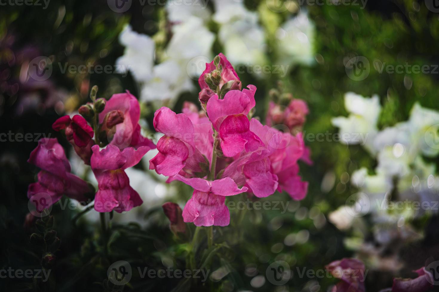 summer colorful flowers of lion's garden in sunshine with bokeh photo