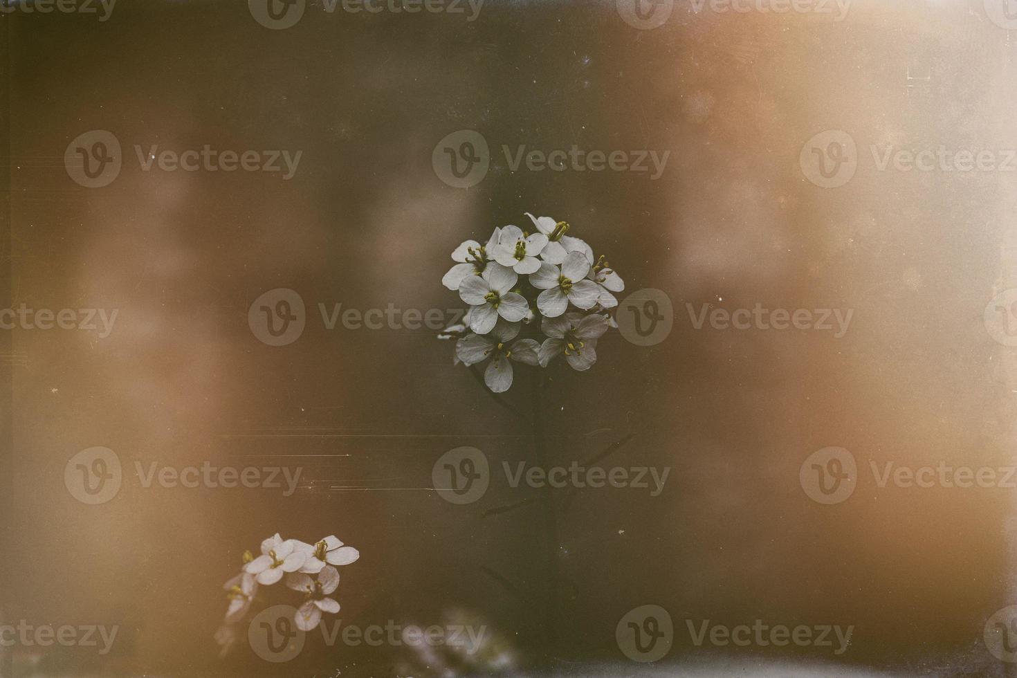 little delicate spring flower on a gray background in close-up photo