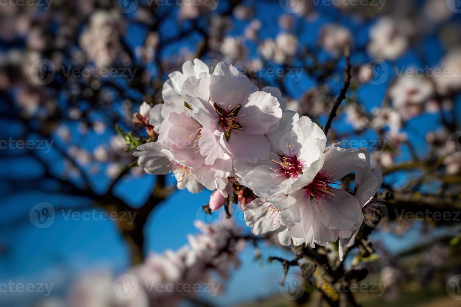floreciente Fruta árbol con blanco flores en un soleado primavera día foto