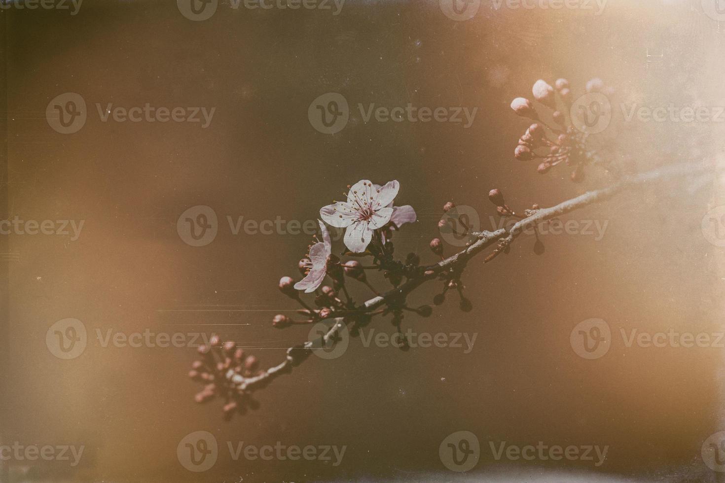 blooming fruit tree with white flowers on a sunny spring day photo