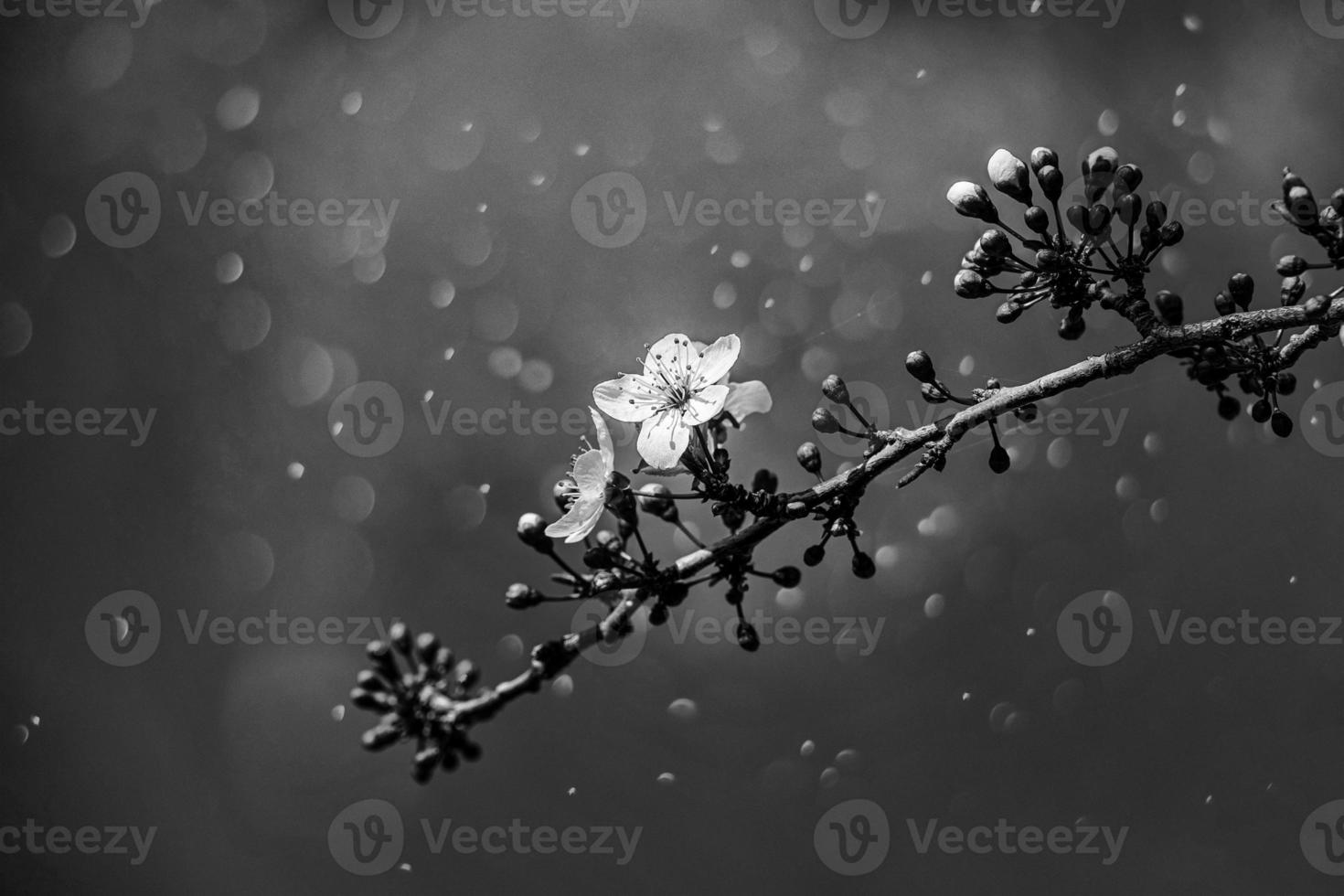 blooming fruit tree with white flowers on a sunny spring day photo