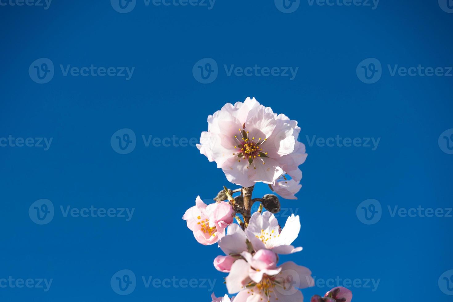 floreciente Fruta árbol con blanco flores en un soleado primavera día foto