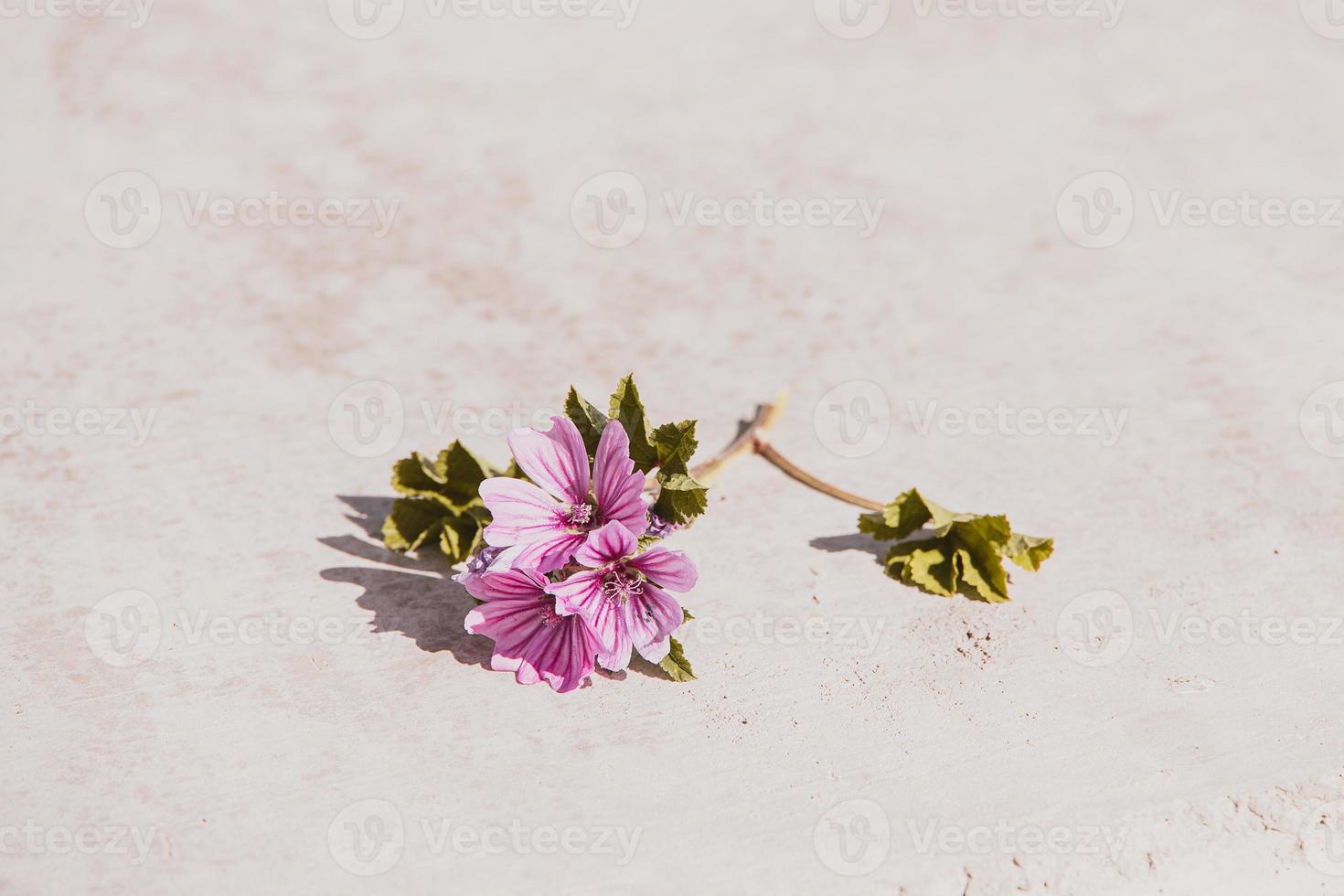 little purple flower close-up original industrial background photo