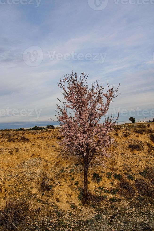 blooming fruit tree with white flowers on a sunny spring day photo