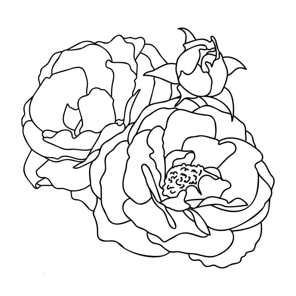 Rosa mano dibujado ilustración en vector bocetos, línea Arte.