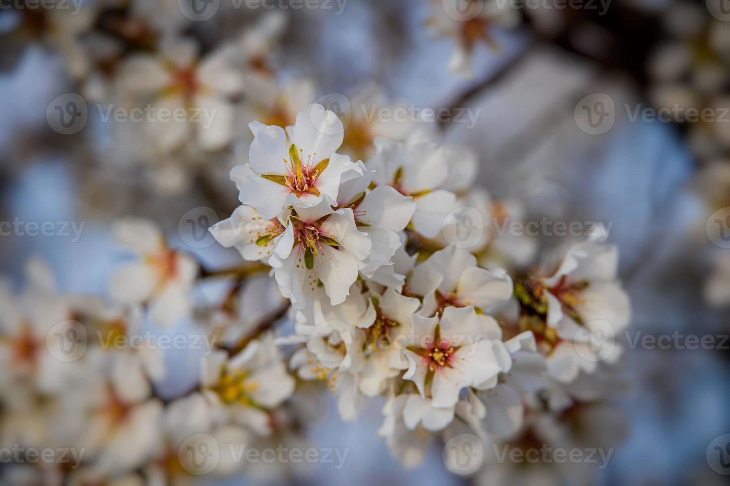 blooming fruit tree with white flowers on a sunny spring day photo