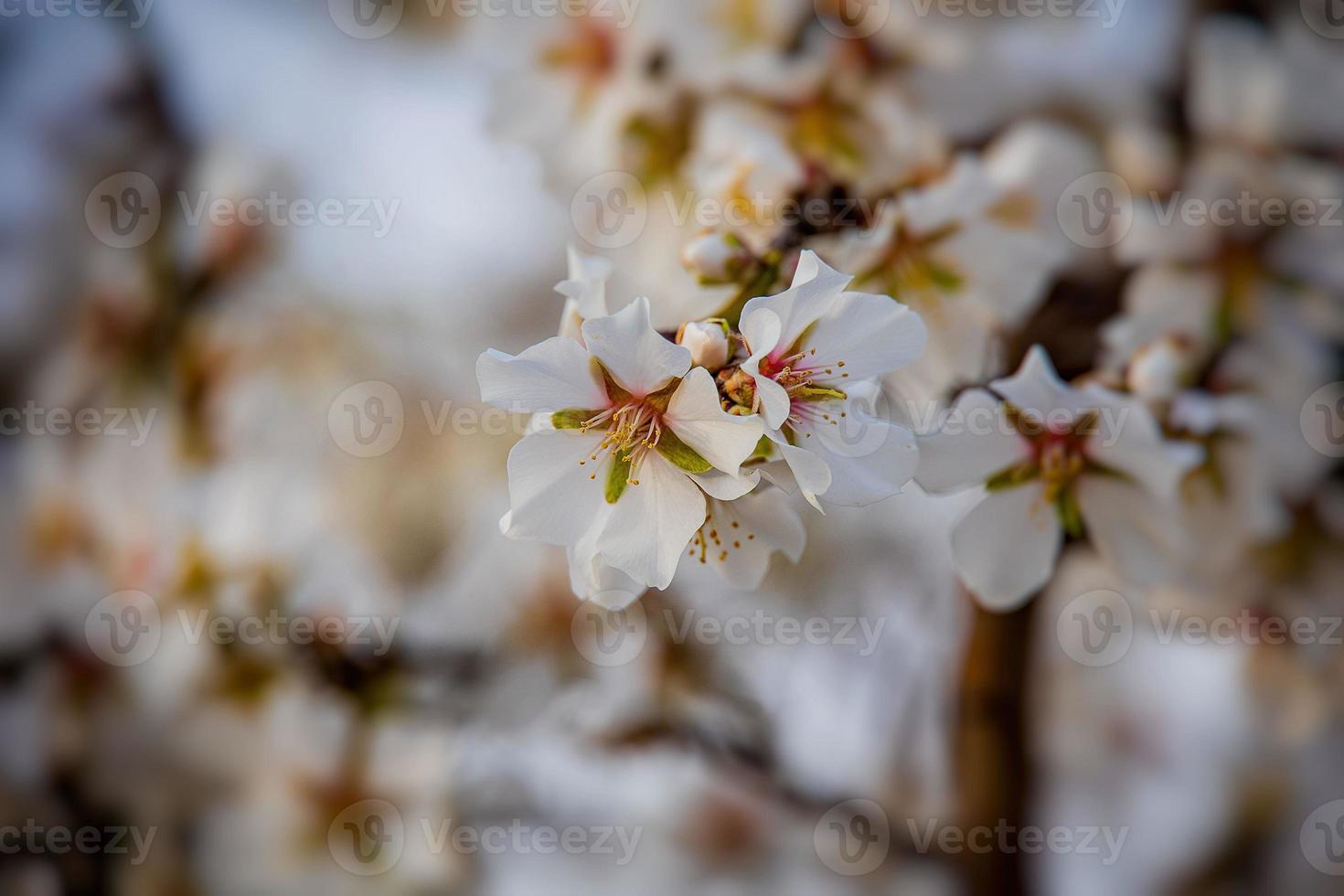 blooming fruit tree with white flowers on a sunny spring day photo