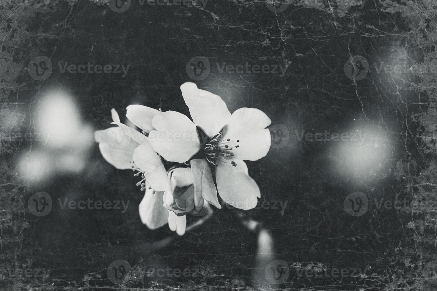 blooming fruit tree with white flowers on a sunny spring day photo