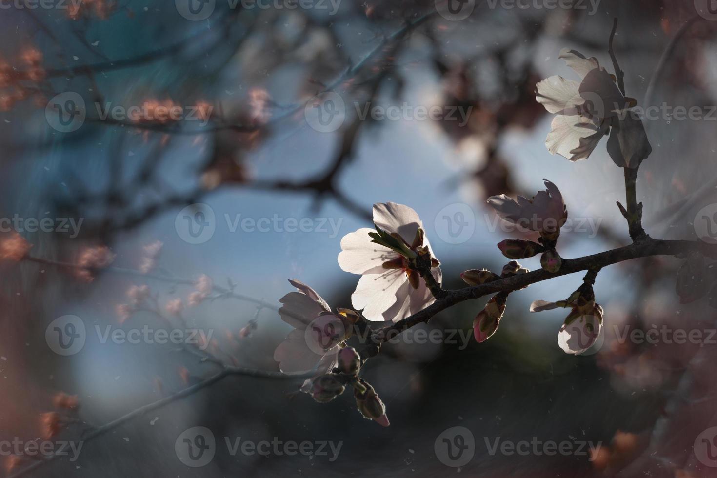 floreciente Fruta árbol con blanco flores en un soleado primavera día foto