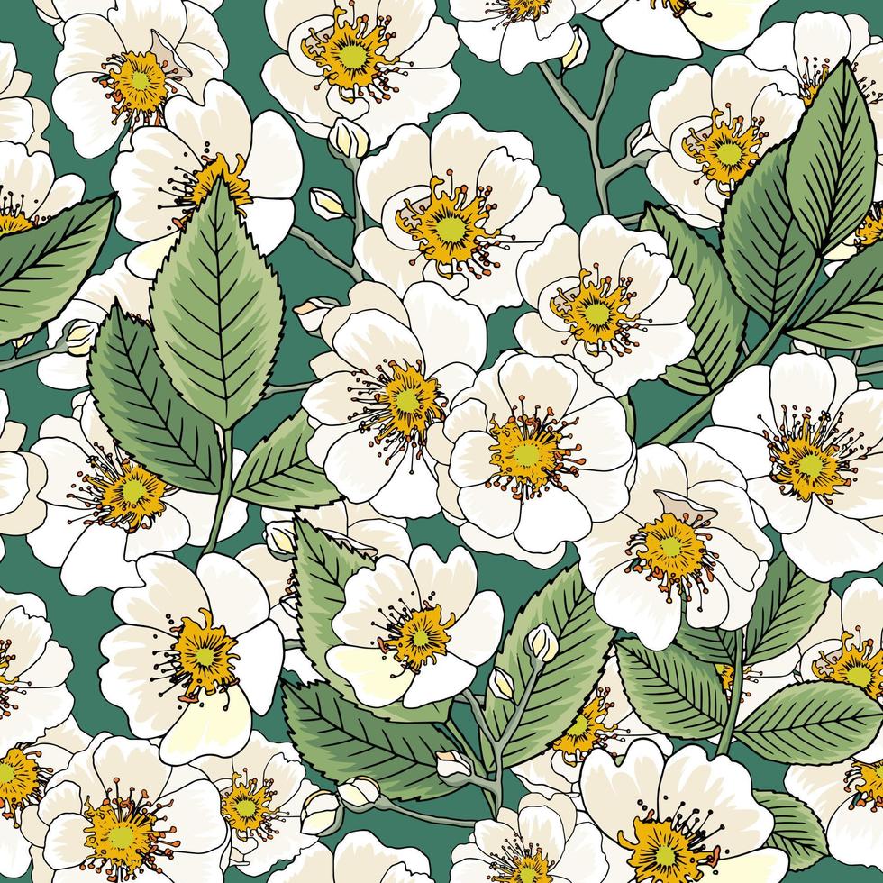 Pattern with white wild rose flower or dog rose or rosa canina on green background. Blossoming tree with leaves vector
