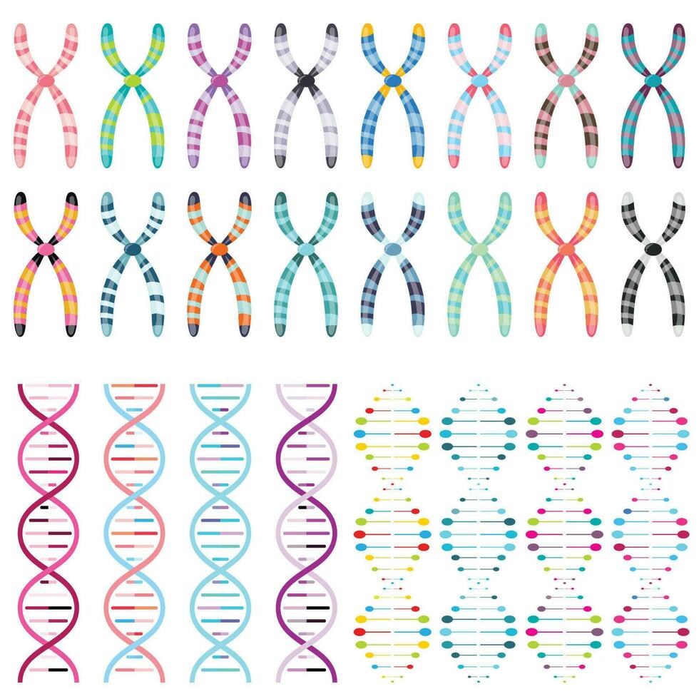 Multi-colored chromosomes and DNA Double Helices science vector illustration graphics