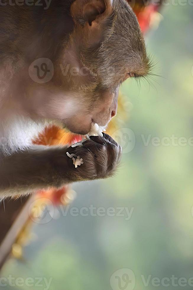 triste y hambriento asiático mono mirando a en mano algunos arroz grano.jpg foto