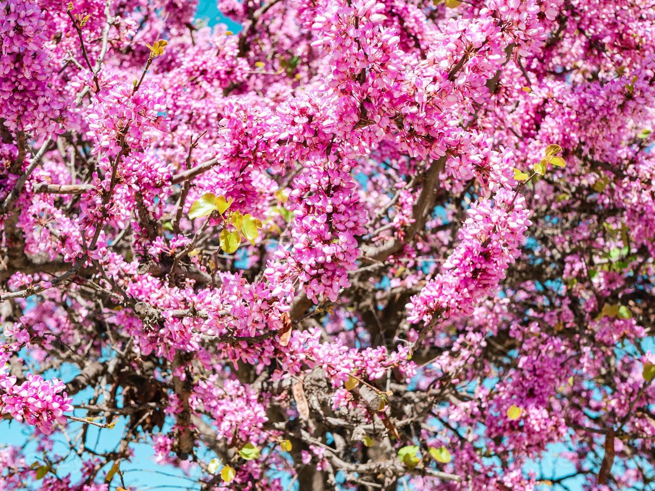 Pretty pink flowers of Judas tree on a branches photo