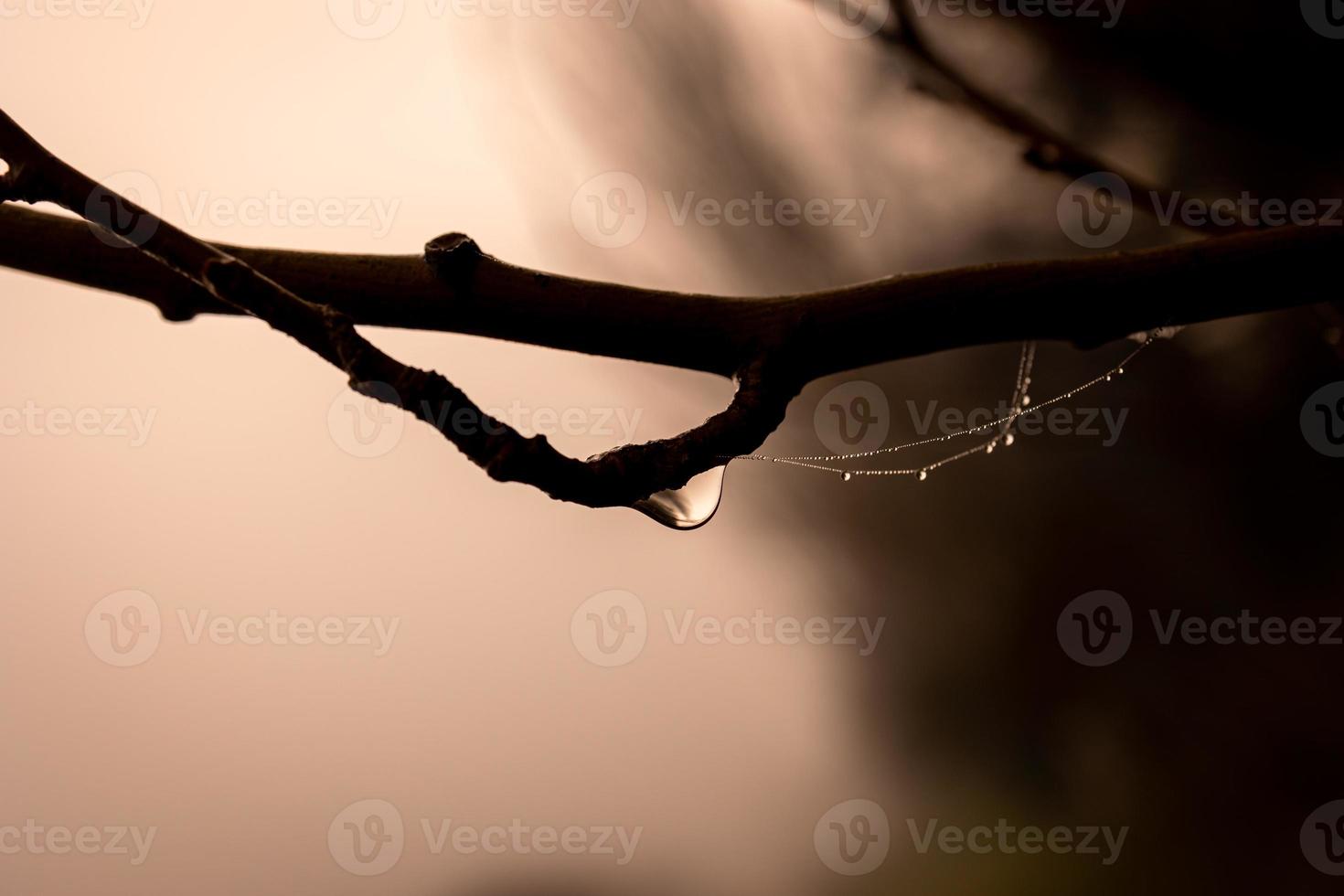 little delicate water drops on a spider web in close-up on a foggy day photo