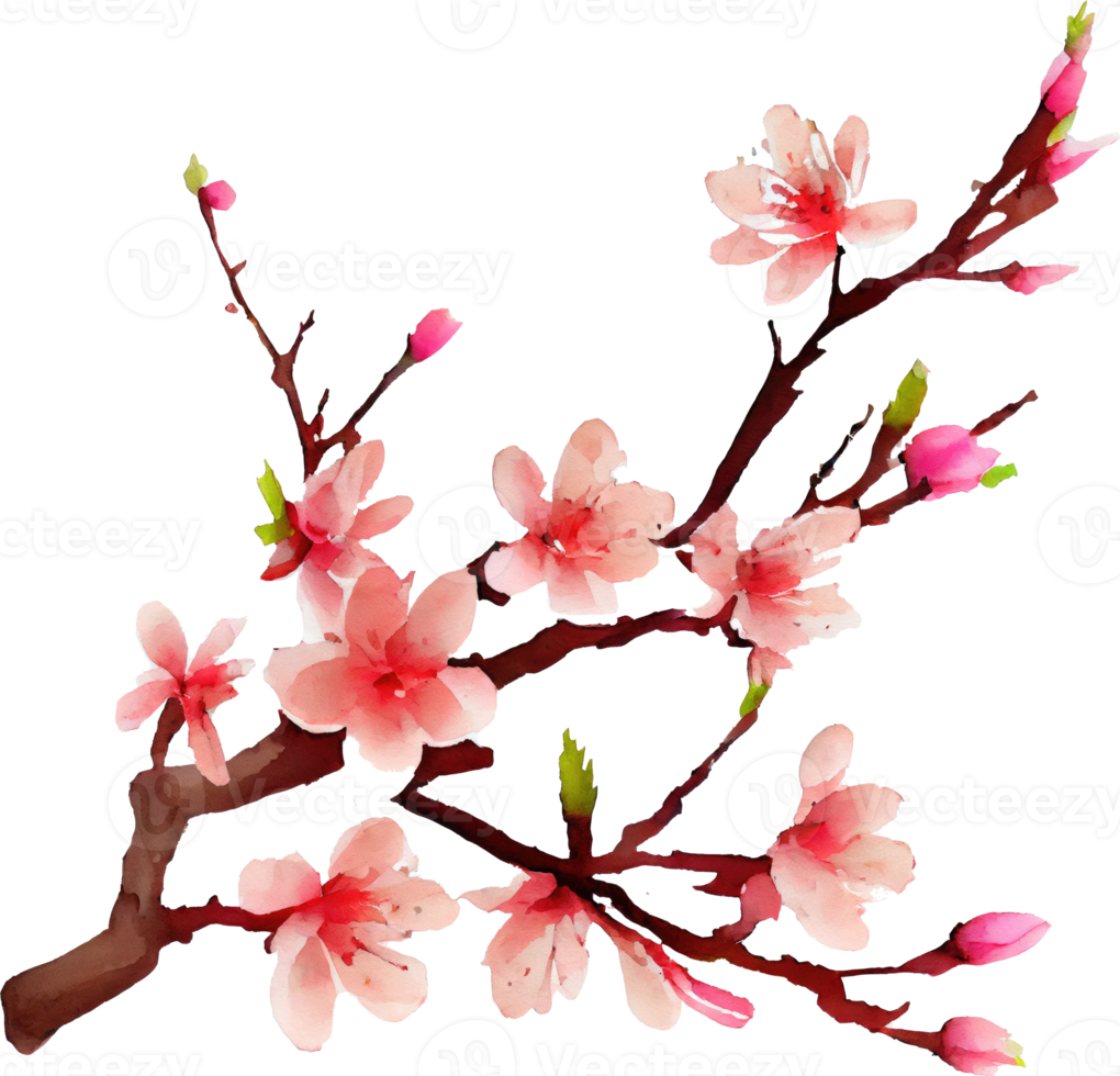 Cherry Blossom Flowers Watercolor png