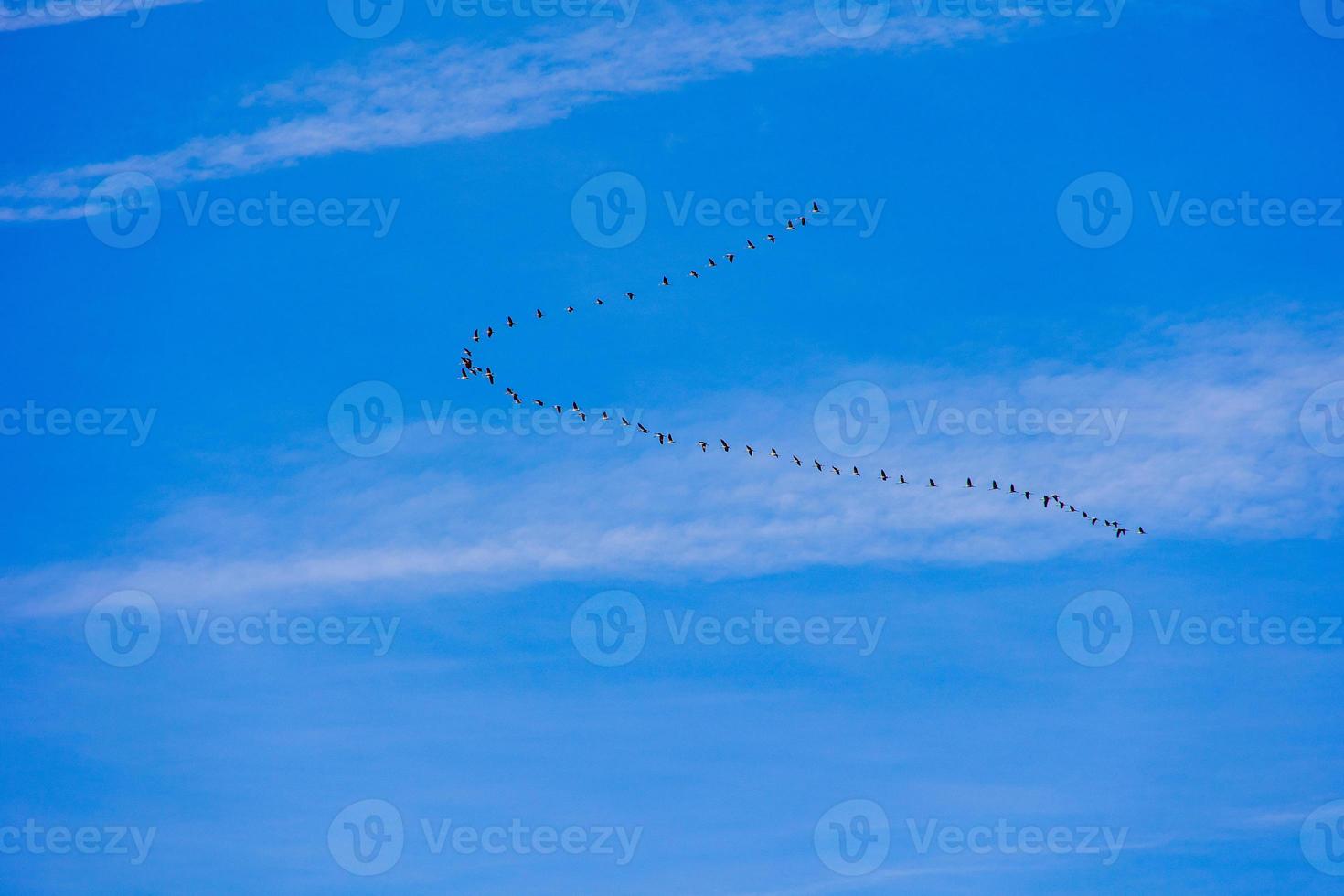 background  flock of black birds in the sky on a white background texture for artwork photo