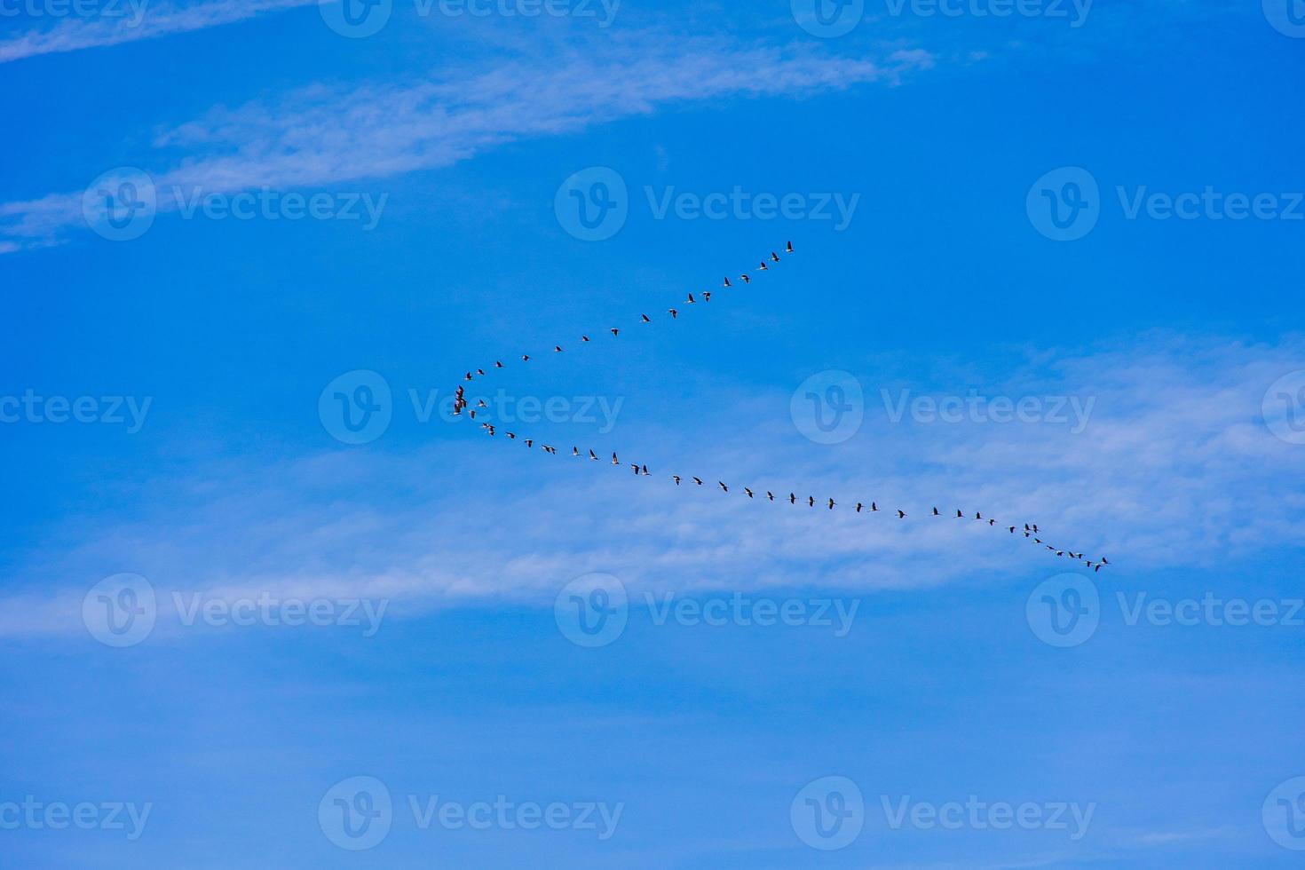 background  flock of black birds in the sky on a white background texture for artwork photo