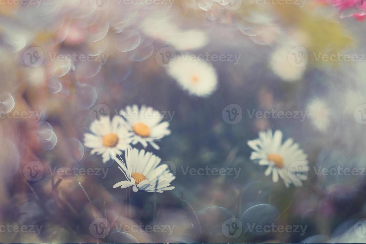 pequeño blanco margaritas en el césped en de cerca con bokeh en el Dom foto