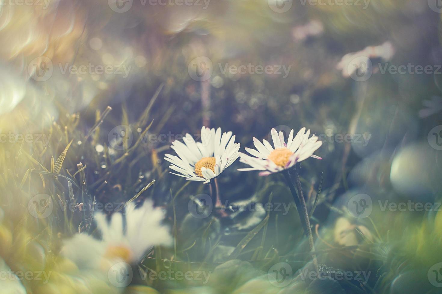 little white daisies on the lawn in closeup with bokeh in the sun photo