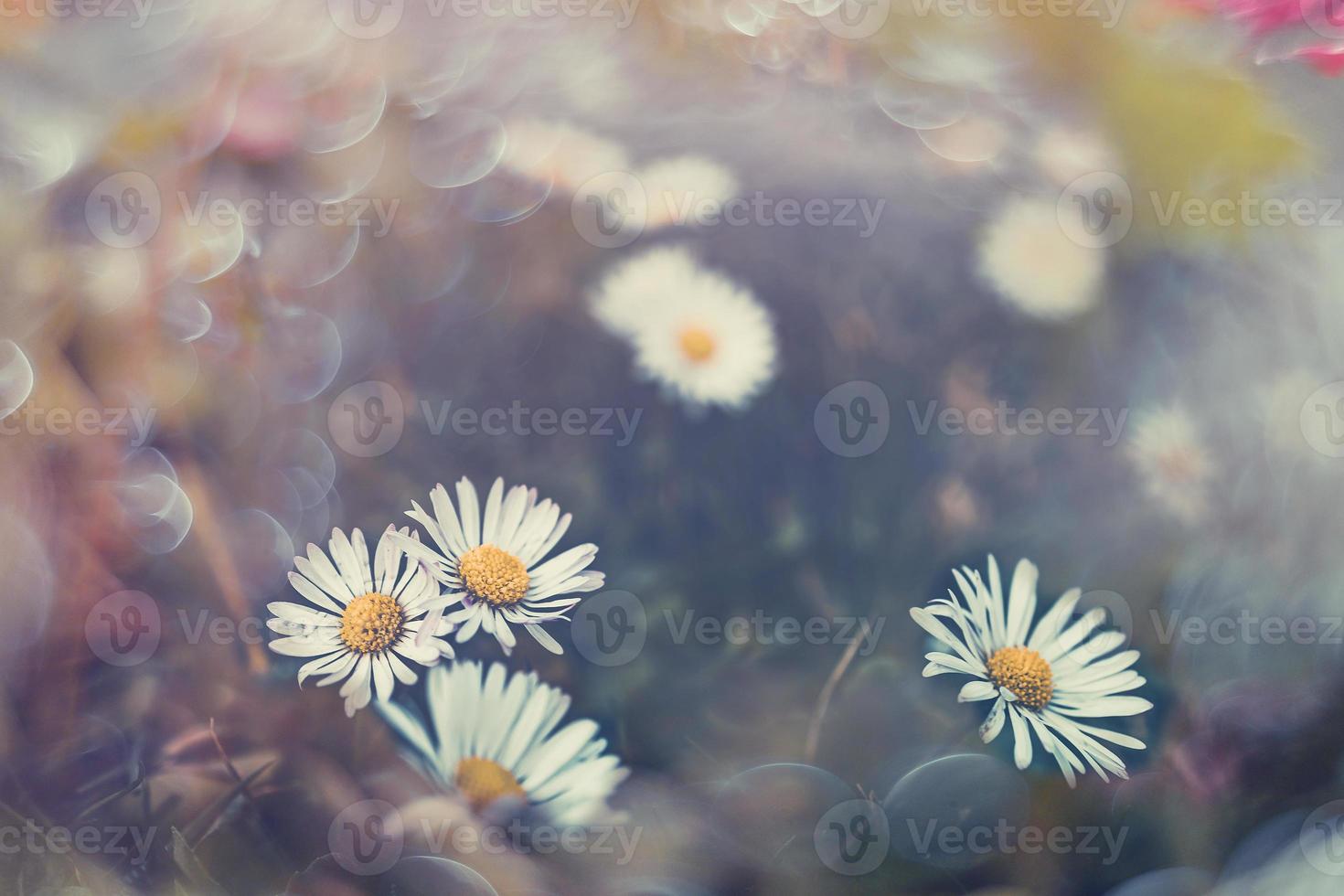 little white daisies on the lawn in closeup with bokeh in the sun photo