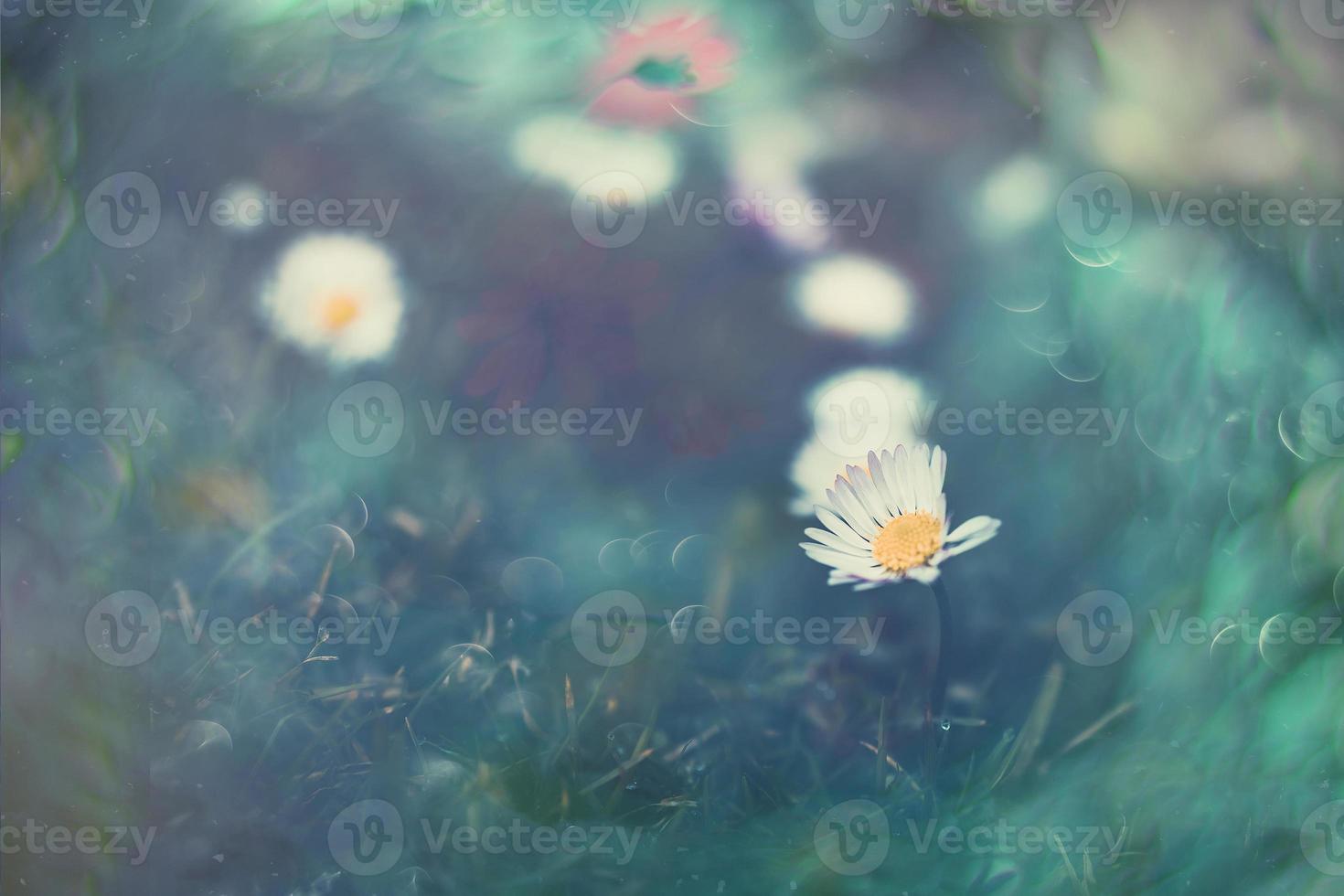 little white daisies on the lawn in closeup with bokeh in the sun photo