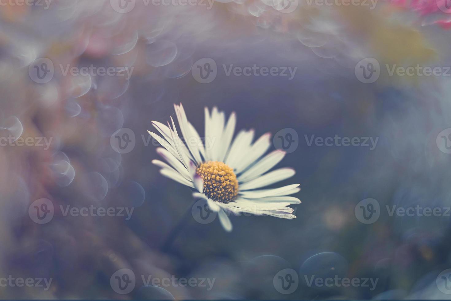 little white daisies on the lawn in closeup with bokeh in the sun photo