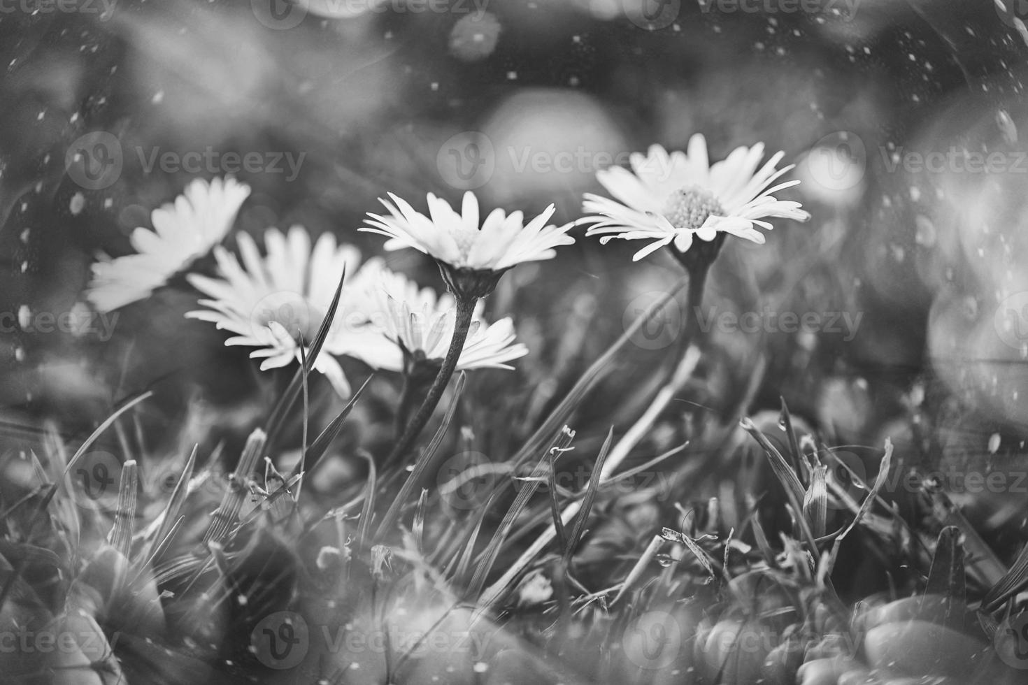 little white daisies on the lawn in closeup with bokeh in the sun photo