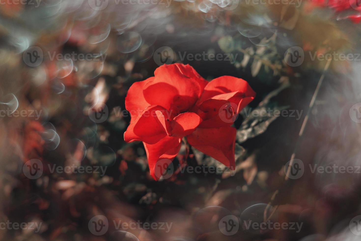 delicate red rose on green background with bokeh in close-up photo