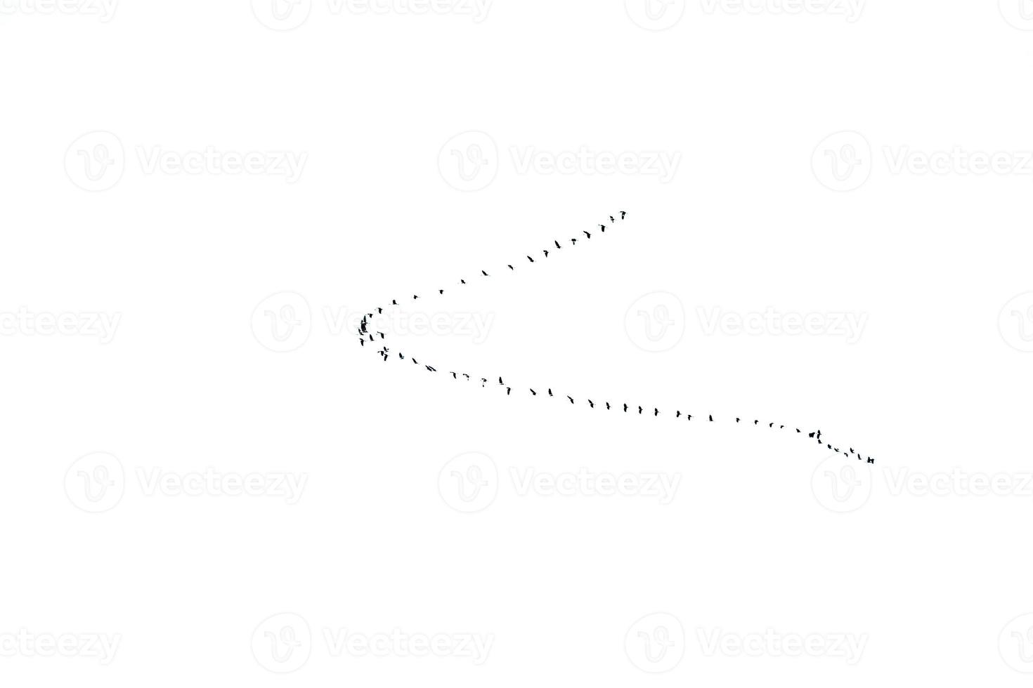 background  flock of black birds in the sky on a white background texture for artwork photo