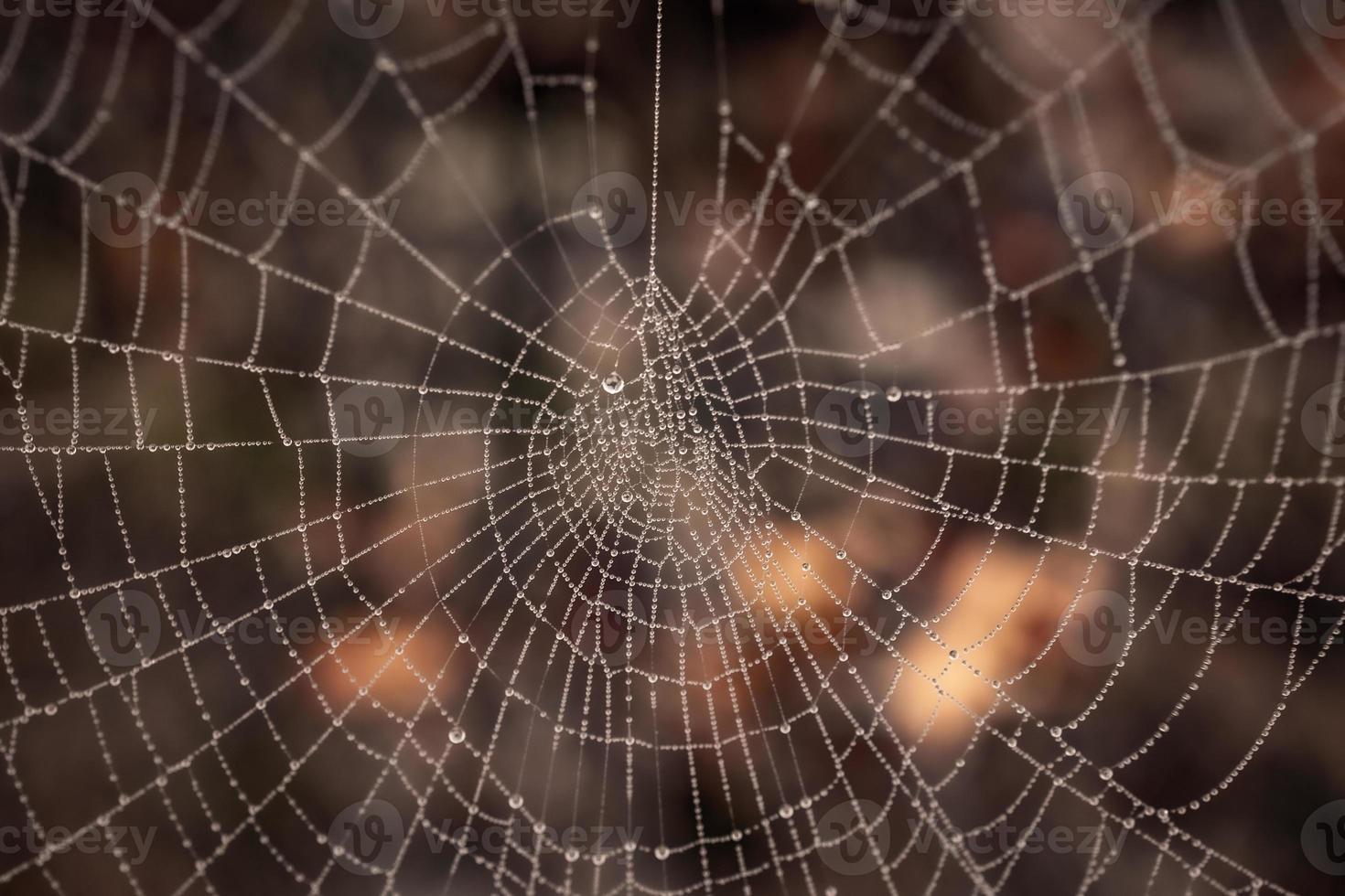 little delicate water drops on a spider web in close-up on a foggy day photo