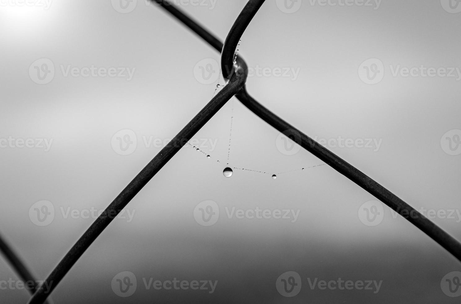 little delicate water drops on a spider web in close-up on a foggy day photo