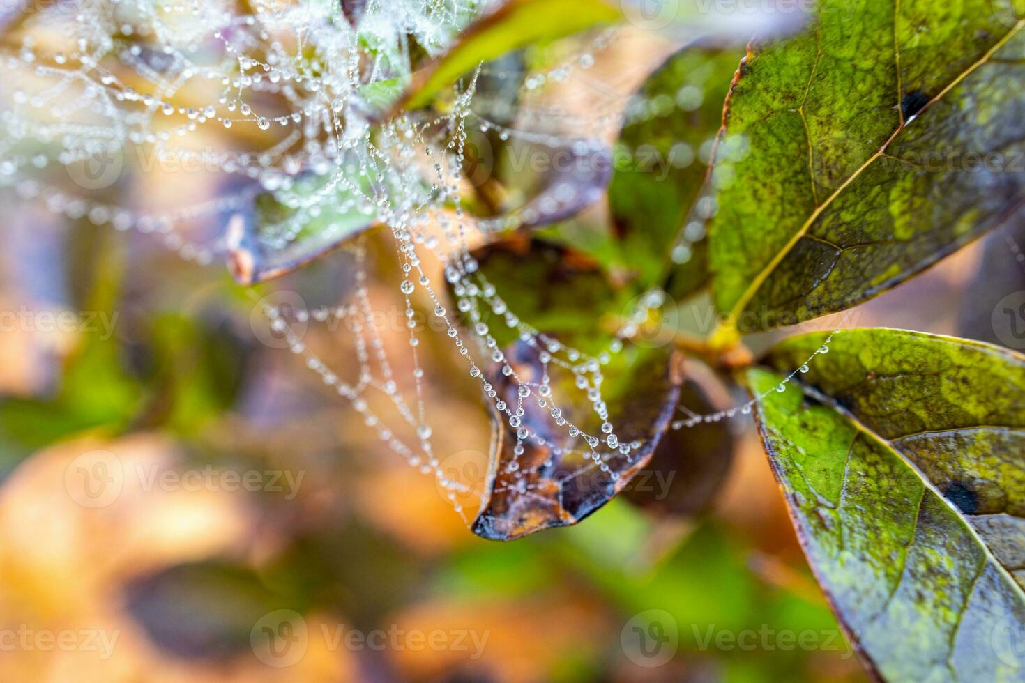 little delicate water drops on a spider web in close-up on a foggy day photo