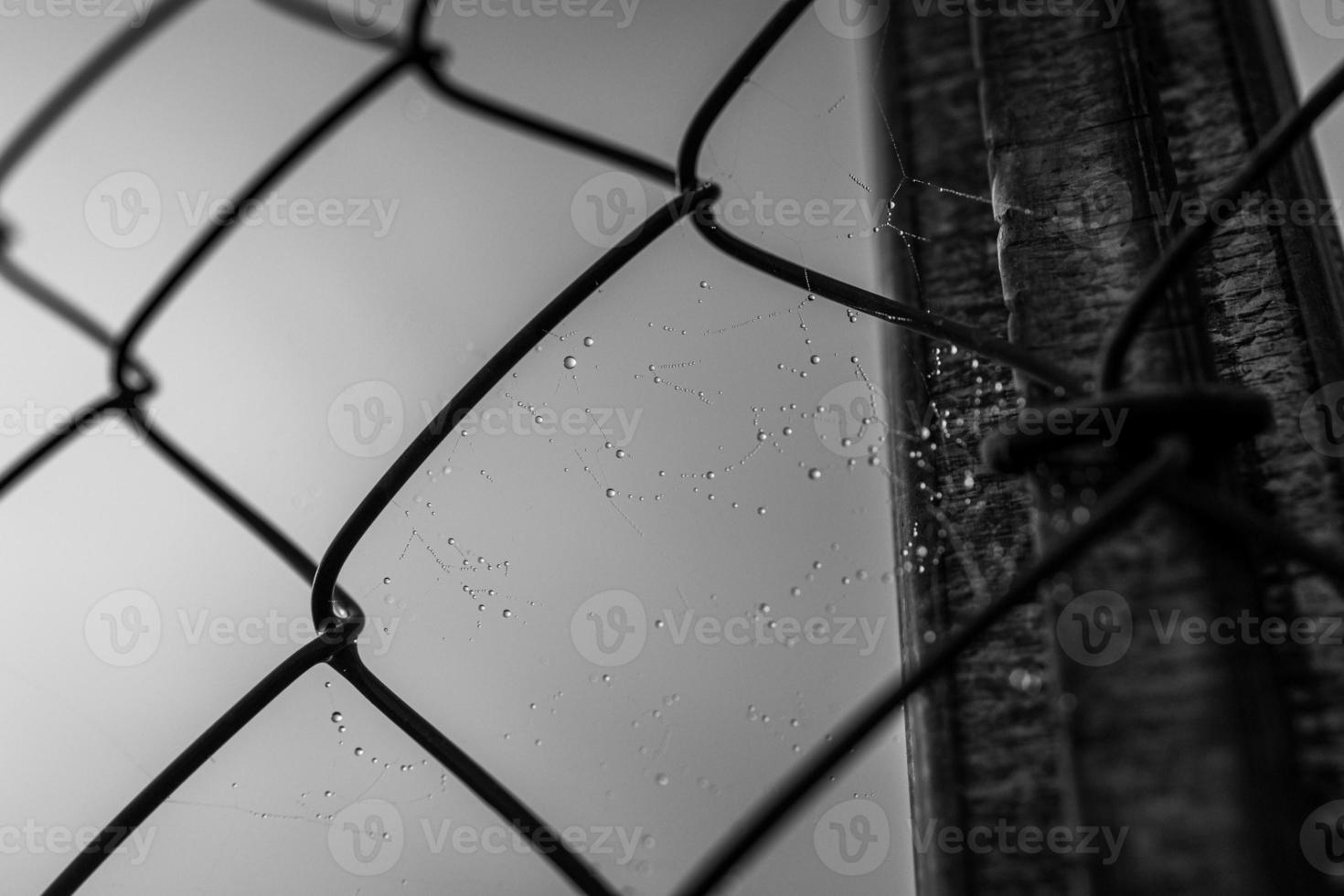 little delicate water drops on a spider web in close-up on a foggy day photo