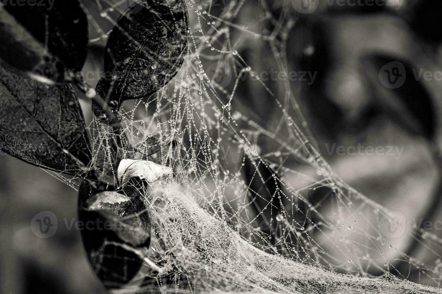 little delicate water drops on a spider web in close-up on a foggy day photo