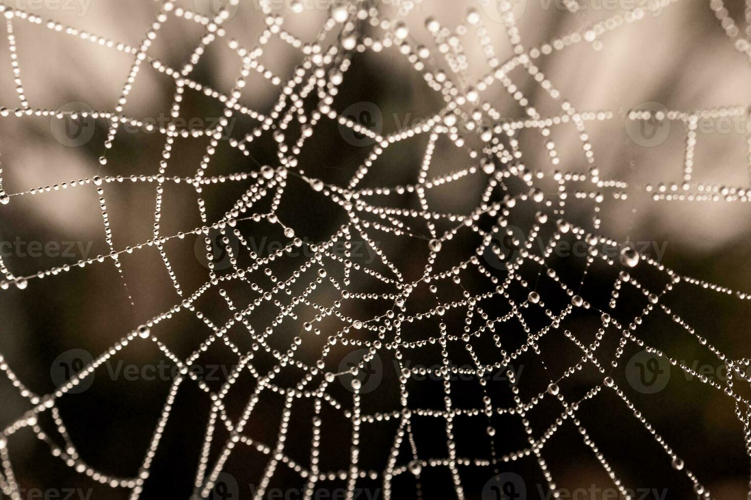 little delicate water drops on a spider web in close-up on a foggy day photo