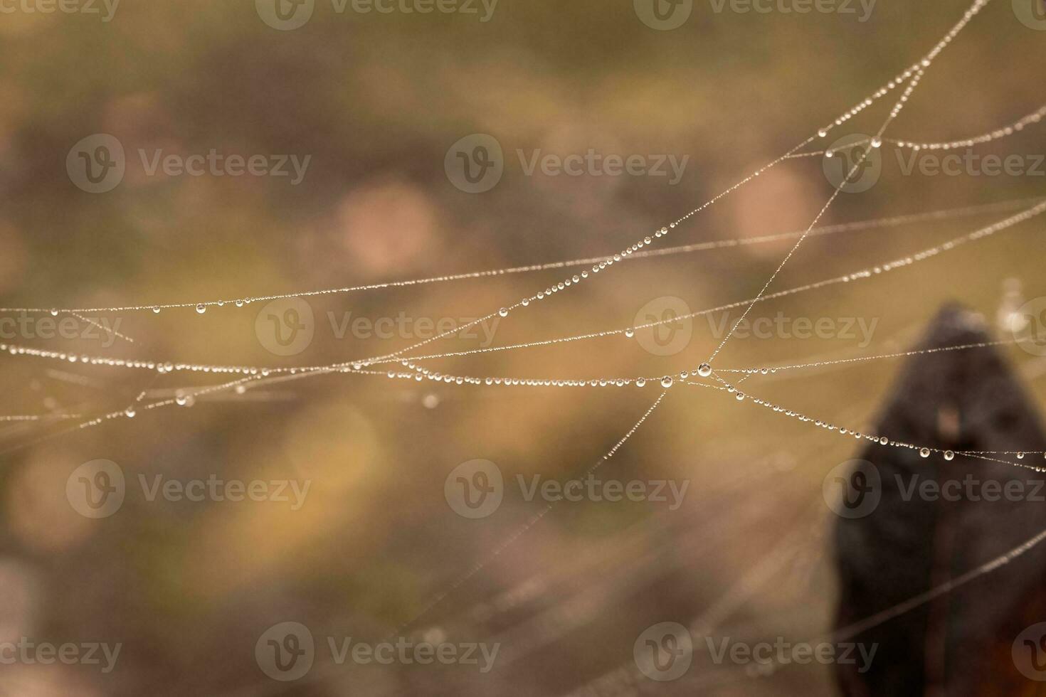 little delicate water drops on a spider web in close-up on a foggy day photo