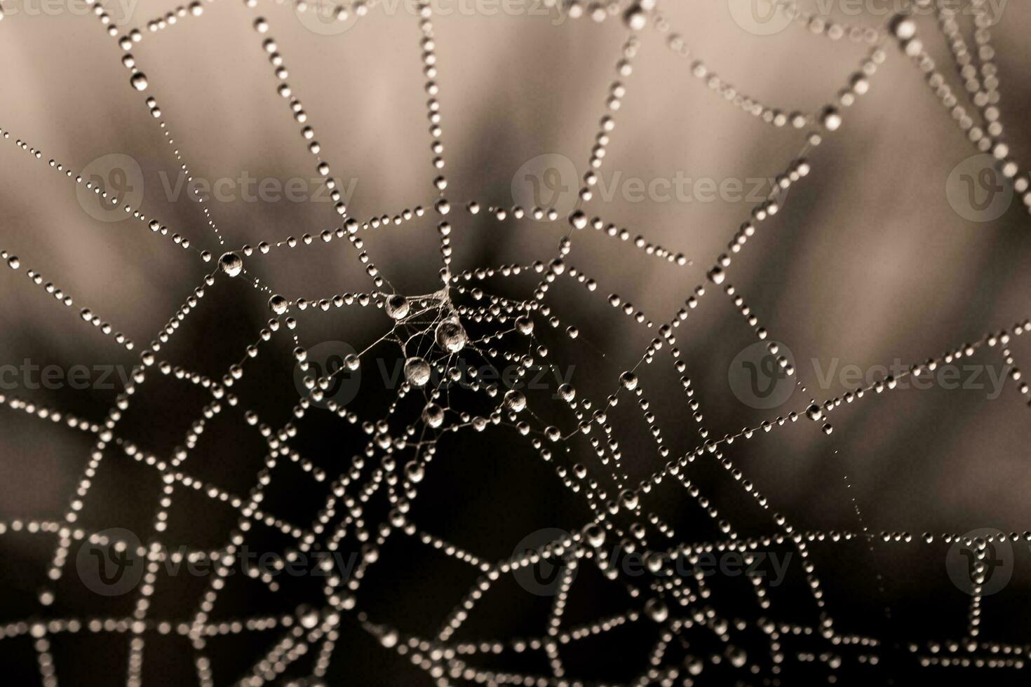 little delicate water drops on a spider web in close-up on a foggy day photo