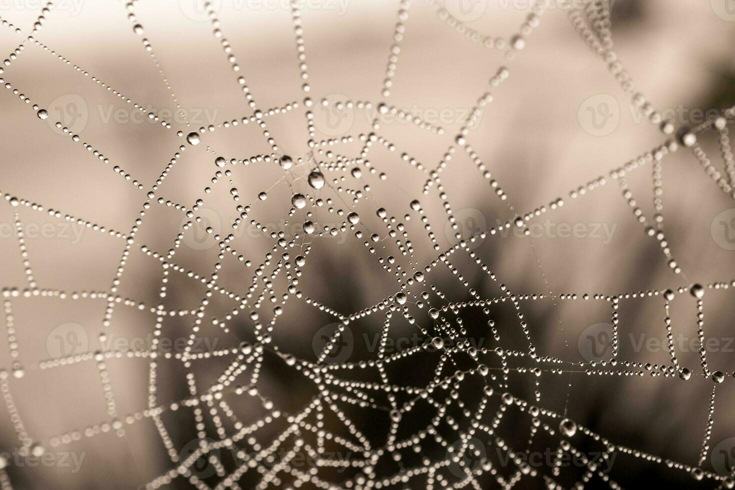 little delicate water drops on a spider web in close-up on a foggy day photo