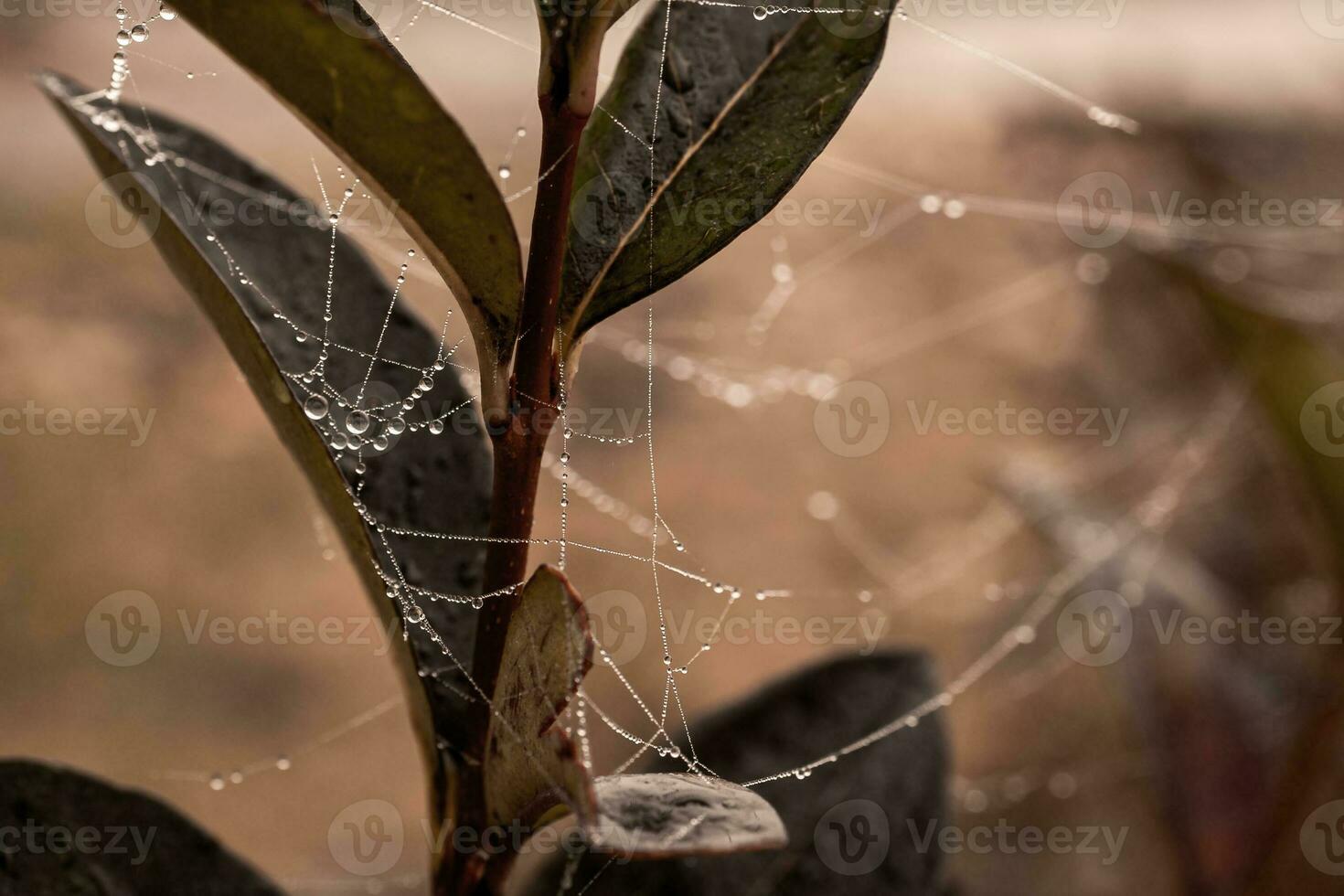 little delicate water drops on a spider web in close-up on a foggy day photo