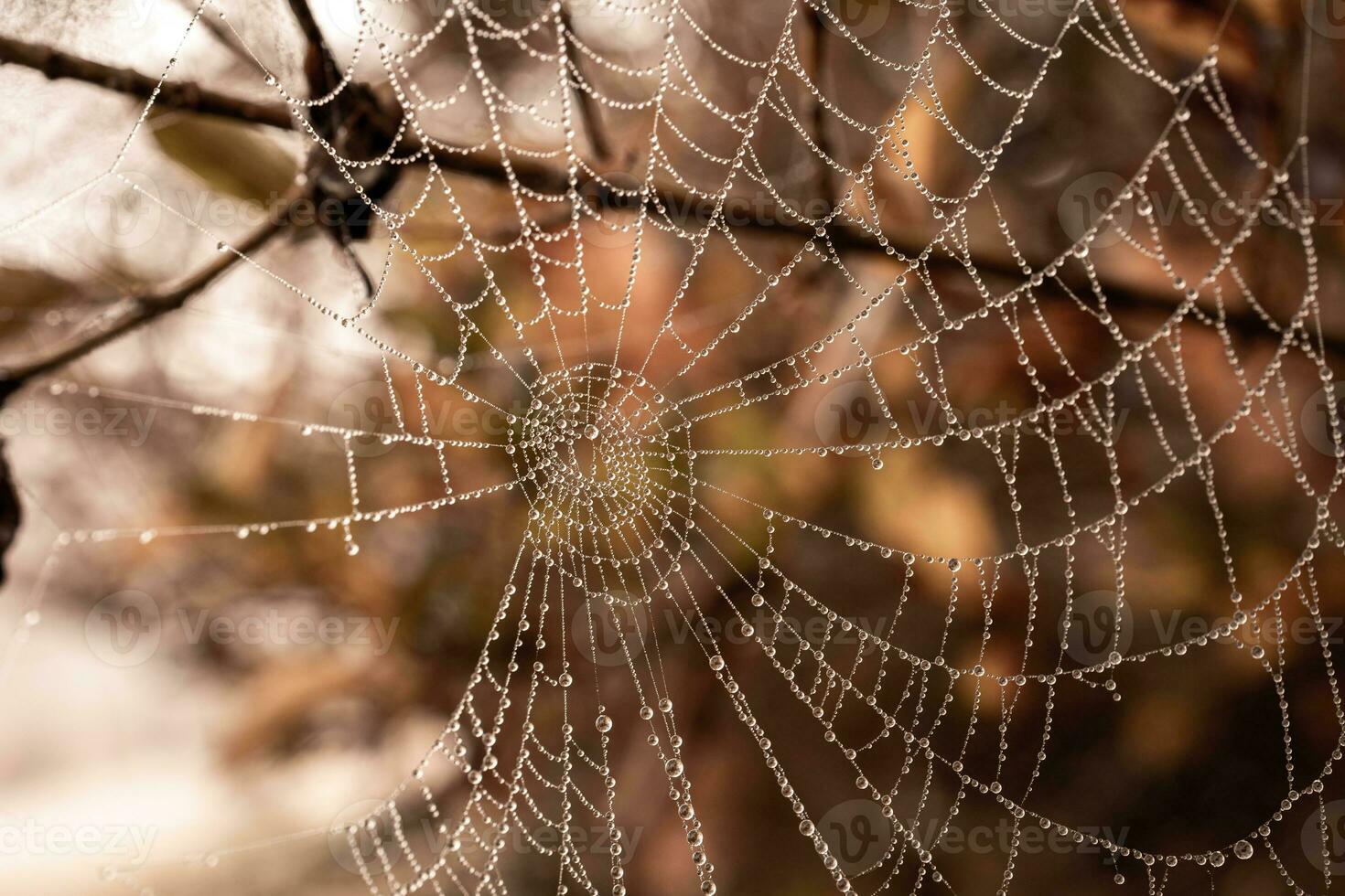 little delicate water drops on a spider web in close-up on a foggy day photo
