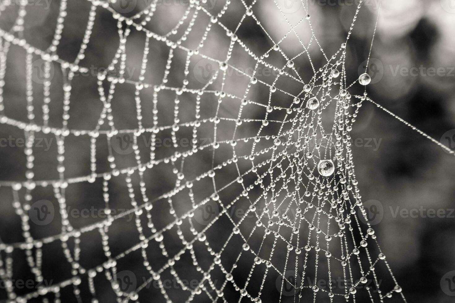 little delicate water drops on a spider web in close-up on a foggy day photo