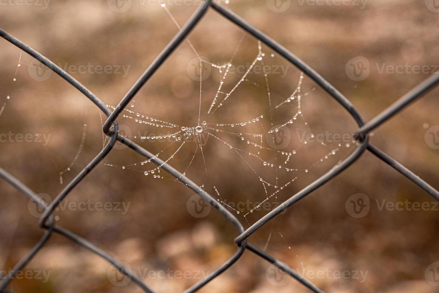 little delicate water drops on a spider web in close-up on a foggy day photo