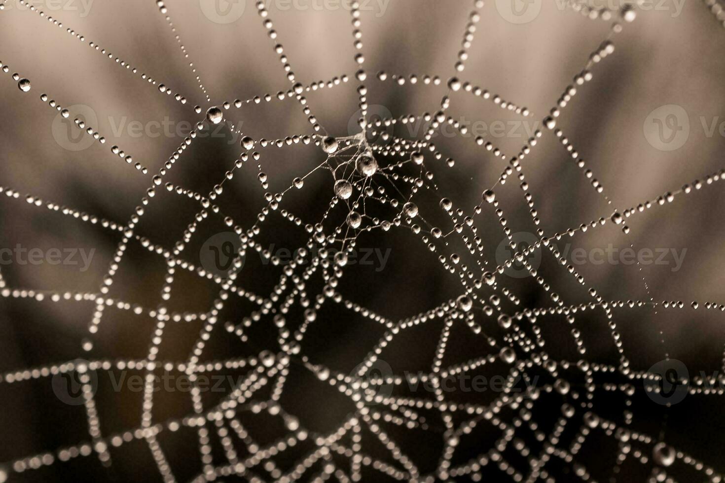 little delicate water drops on a spider web in close-up on a foggy day photo