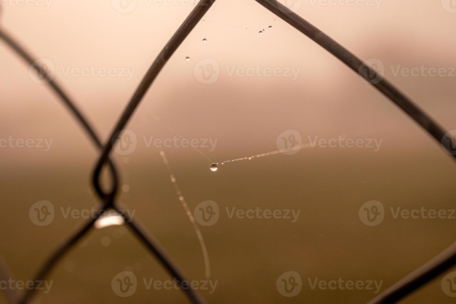 little delicate water drops on a spider web in close-up on a foggy day photo