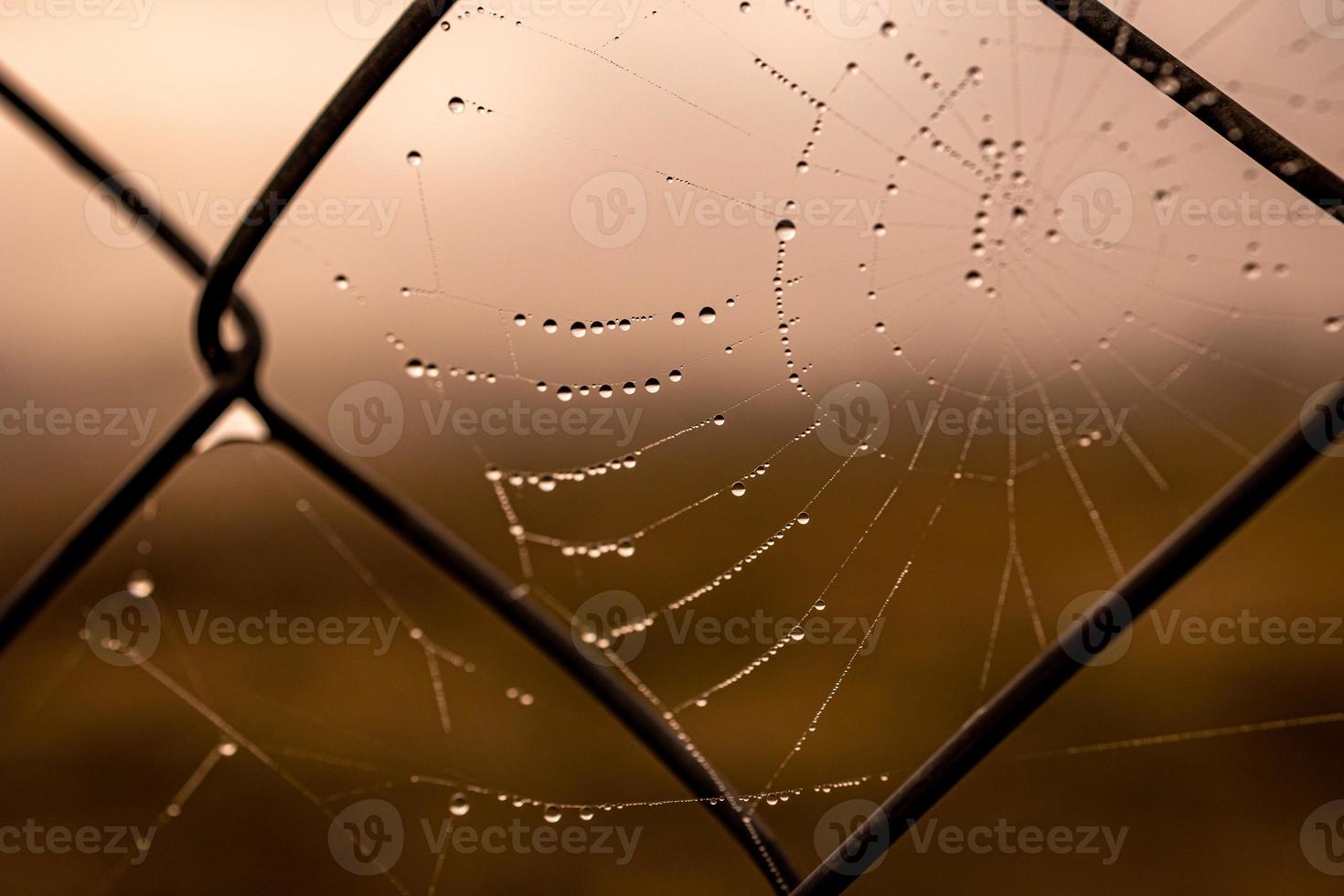 little delicate water drops on a spider web in close-up on a foggy day photo