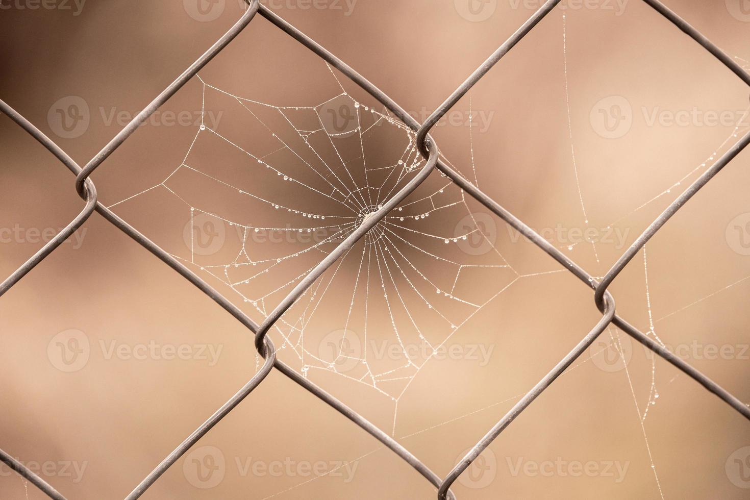 little delicate water drops on a spider web in close-up on a foggy day photo