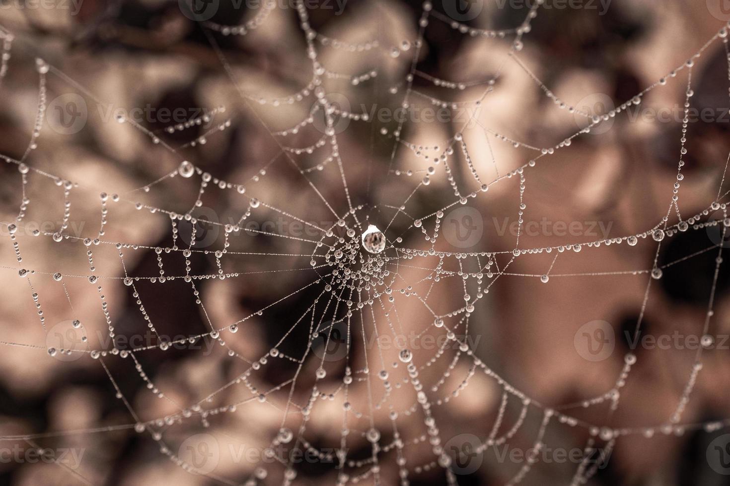 little delicate water drops on a spider web in close-up on a foggy day photo