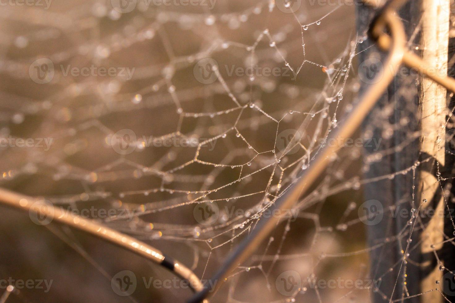 little delicate water drops on a spider web in close-up on a foggy day photo